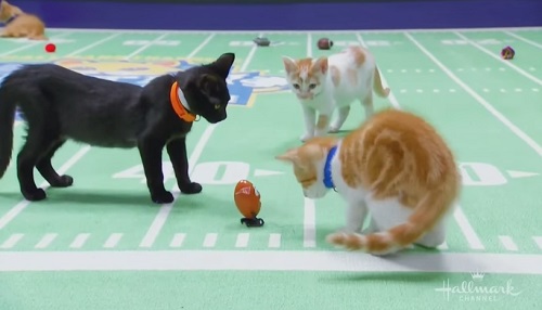猫咪超级盃