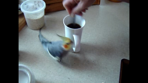 【なぜなのか】コーヒーをかき混ぜるとマグカップの周りを “ぐるぐる” まわっちゃうオカメインコ