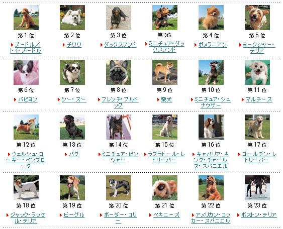 日本の人気犬种ランキング発表！ 気になる1位は……やっぱりあの子だった!!