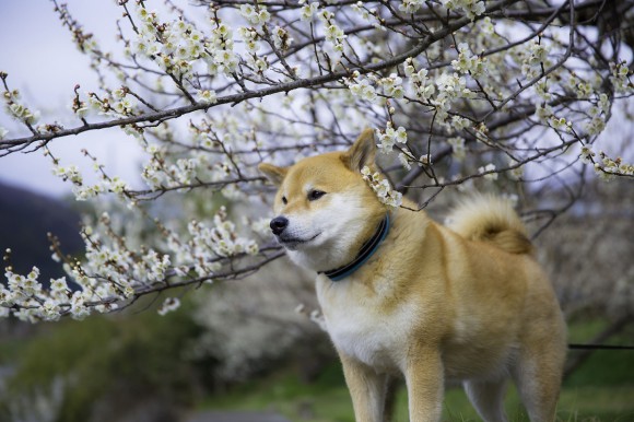 まさかの183万人超え！ インスタグラムのフォロワー数ランキングでローラさんよりも人気の「柴犬まる」をご存知？