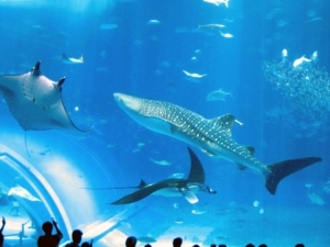 旅行者の口コミ评価の高い水族馆ランキング