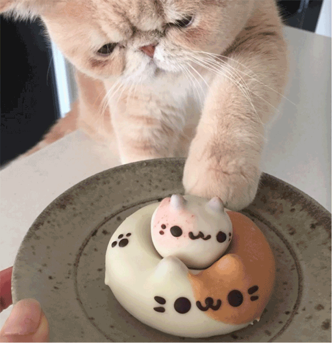 猫咪mash