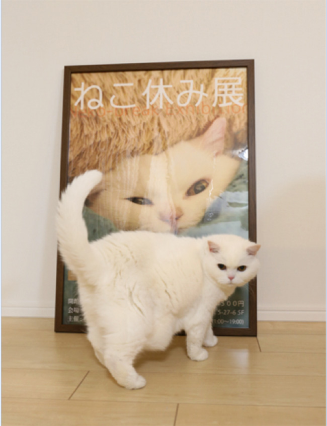 喵星人