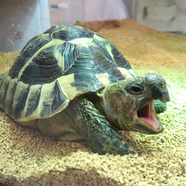 乌龟乔治