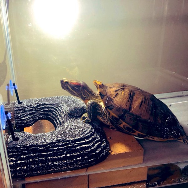 乌龟ボルト