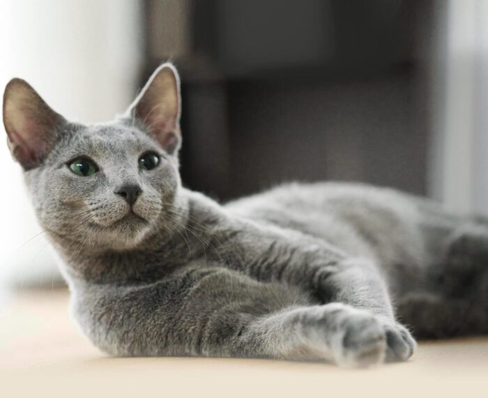猫是用来抱的 良男